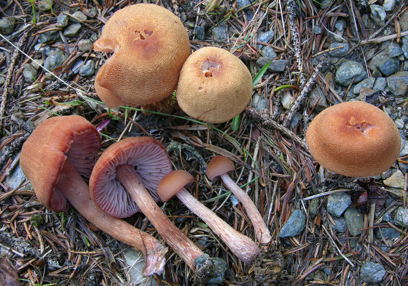 Laccaria bicolor (Maire) Orton.